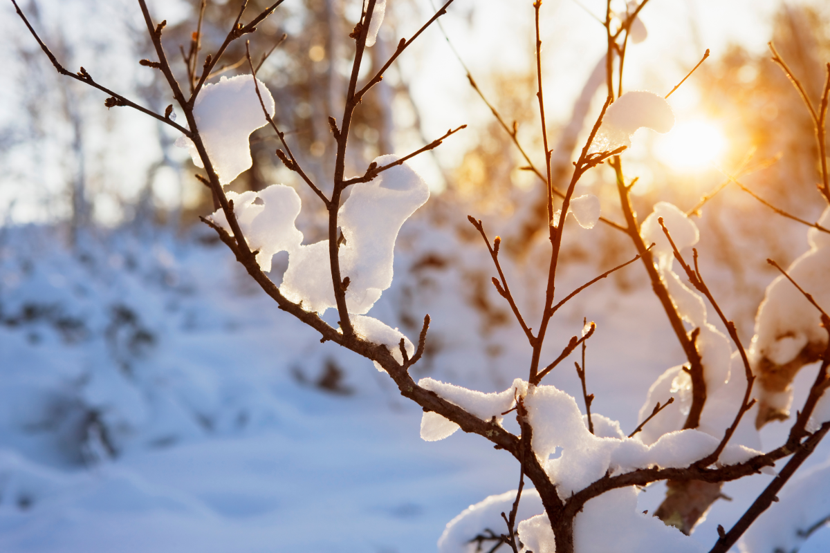 Apricity - the warmth of the sun in winter.