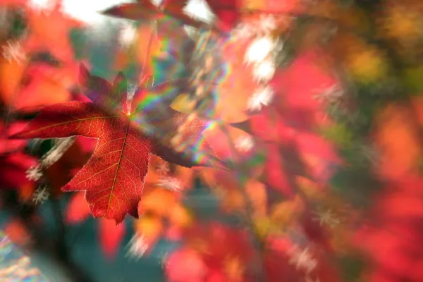 "Fall Leaves" by John-Morgan is licensed under CC BY 2.0.