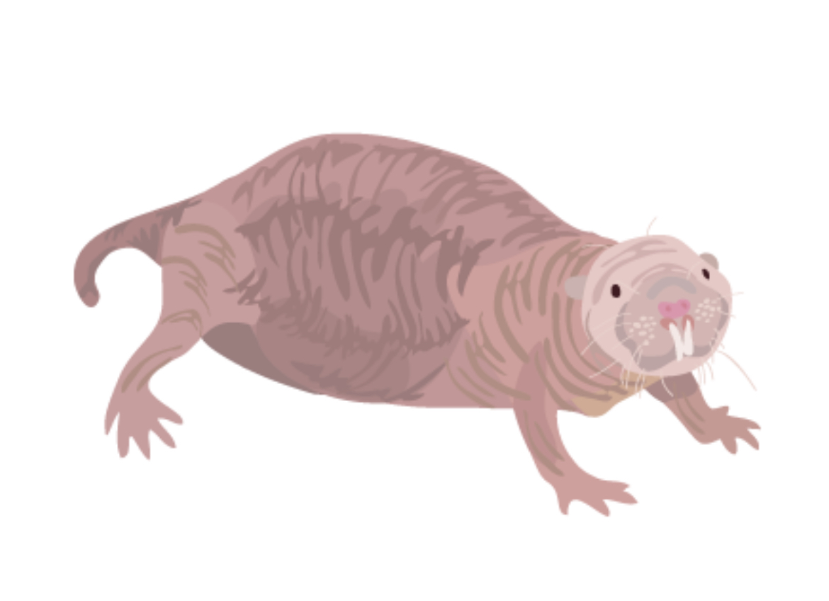 The Incredible Abilities of Naked Mole-Rats (And How They Help Us)